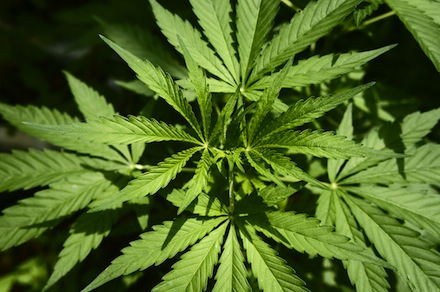 Cannabis sativa, marihuana, hemp, plant